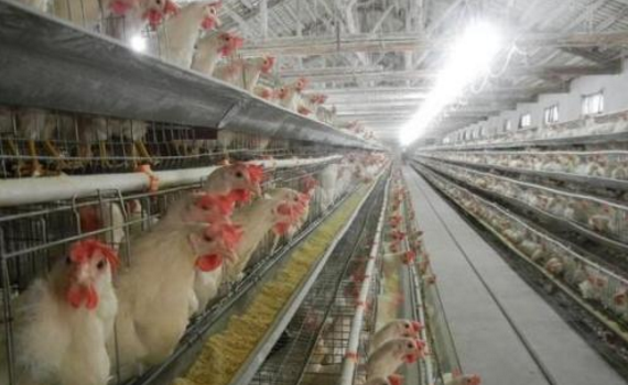 夏季雞舍通風注意事項 夏季雞舍通風注意事項