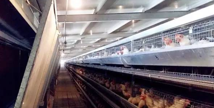 今夏高溫氣候下雞舍的通風管理 今夏高溫氣候下雞舍的通風管理